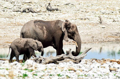 visiter la namibie : éléphants du Parc Etosha